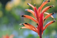 Close-up of vibrant tropical flowers native to Sulawesi Tengah.