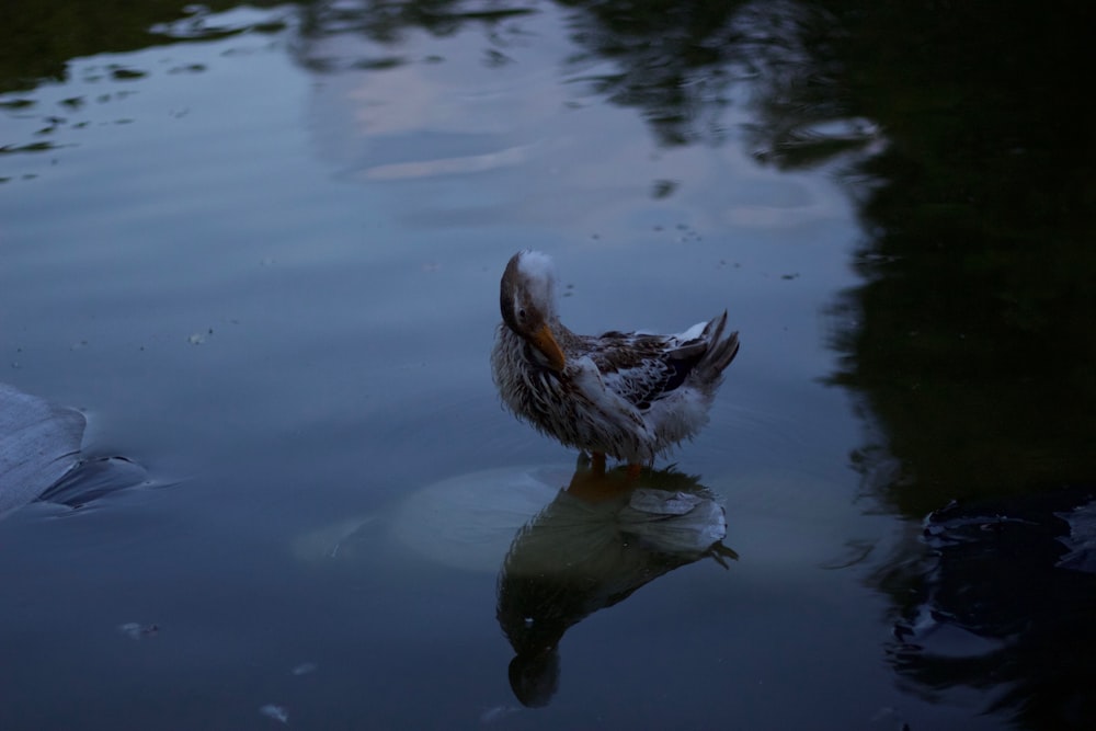 duck on water