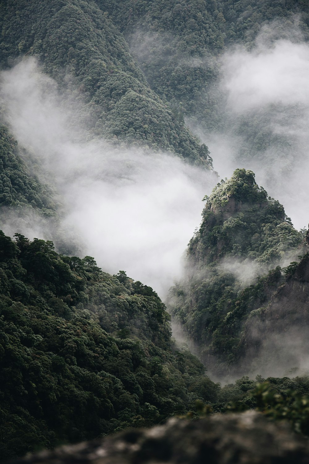 Lot d’arbres verts recouvert de nuages blancs