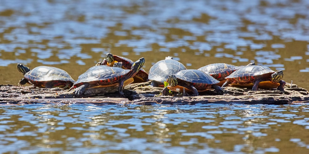 group of turtles floating on water