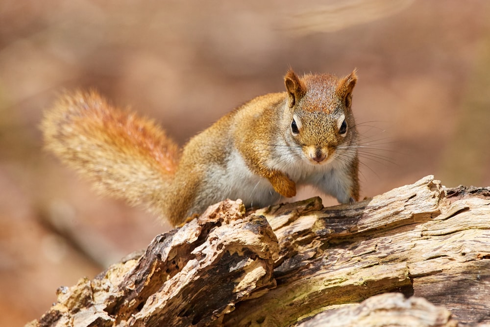 brown squirrel on tree trunk