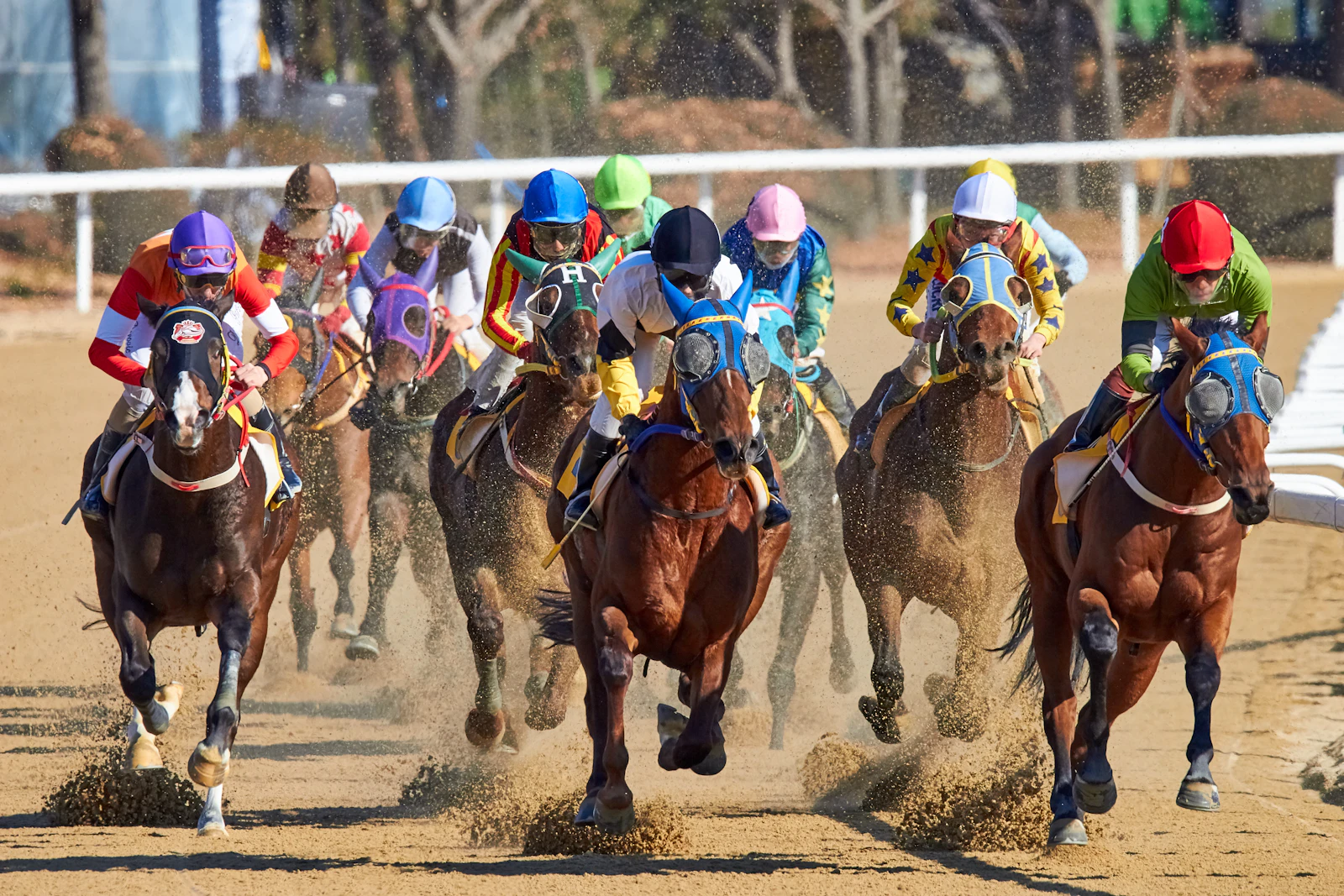 Horse Racing packages