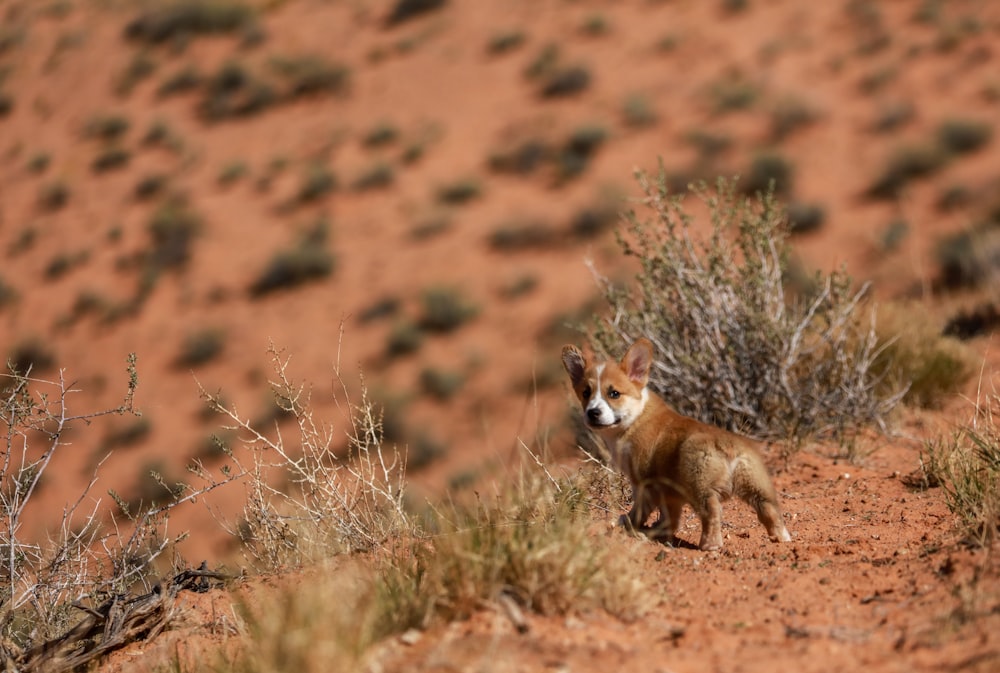 selective focus photo of brown and white dog standing on cliff