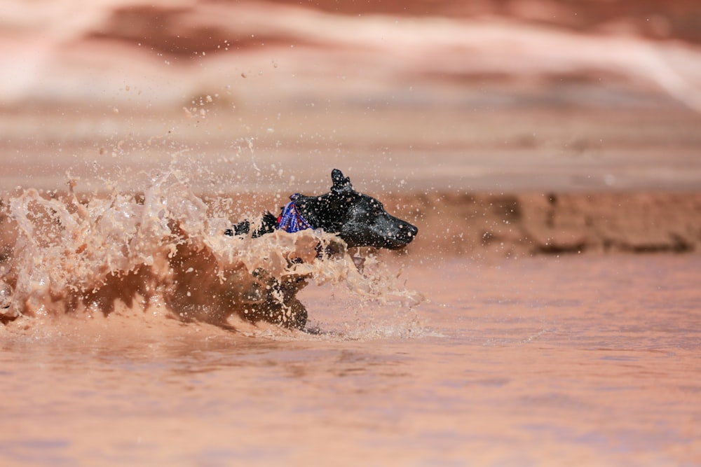 short-coated black dog soaked in brown water