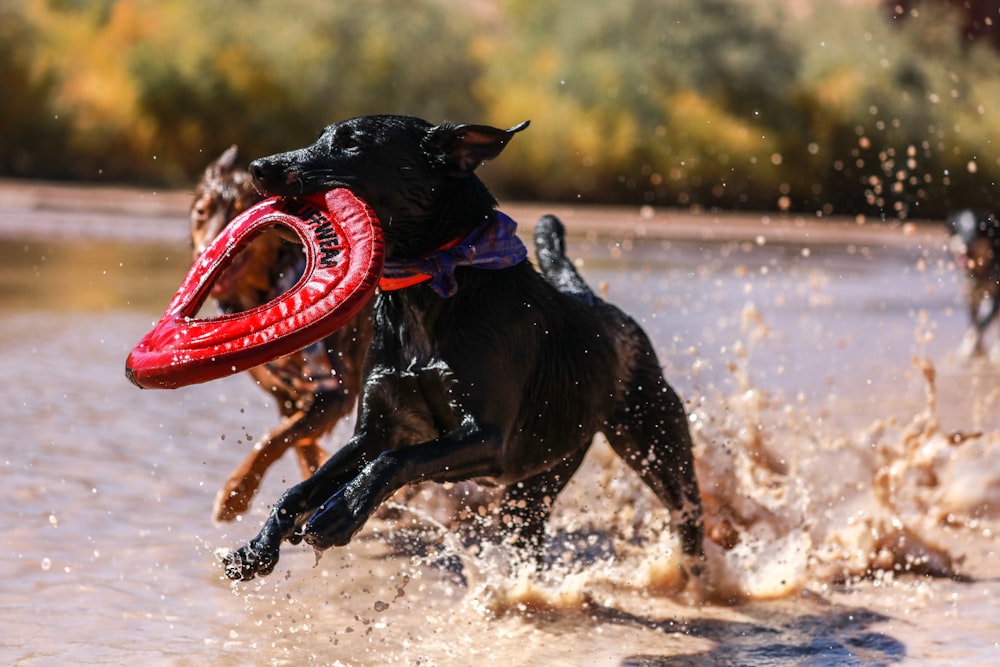 Perro negro de pelo corto corriendo por la orilla mientras muerde un textil redondo de cuero rojo durante el día