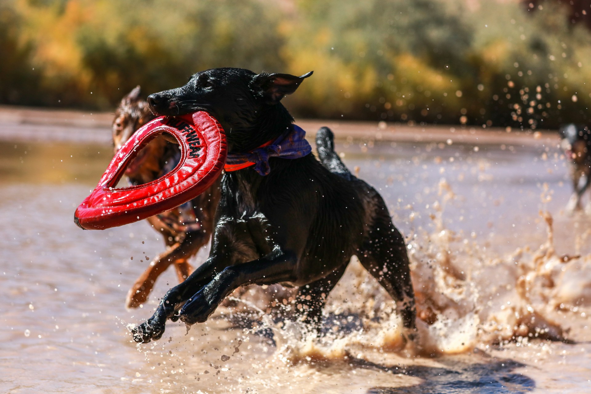 short-coated black dog running on shore while biting round red leather textile during daytime