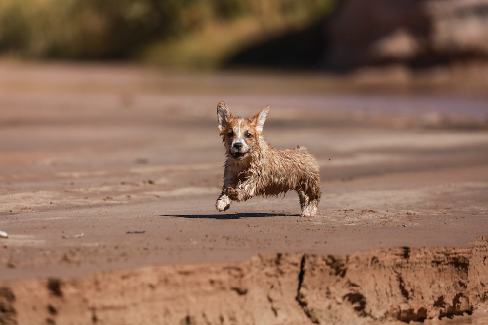 brown dog running