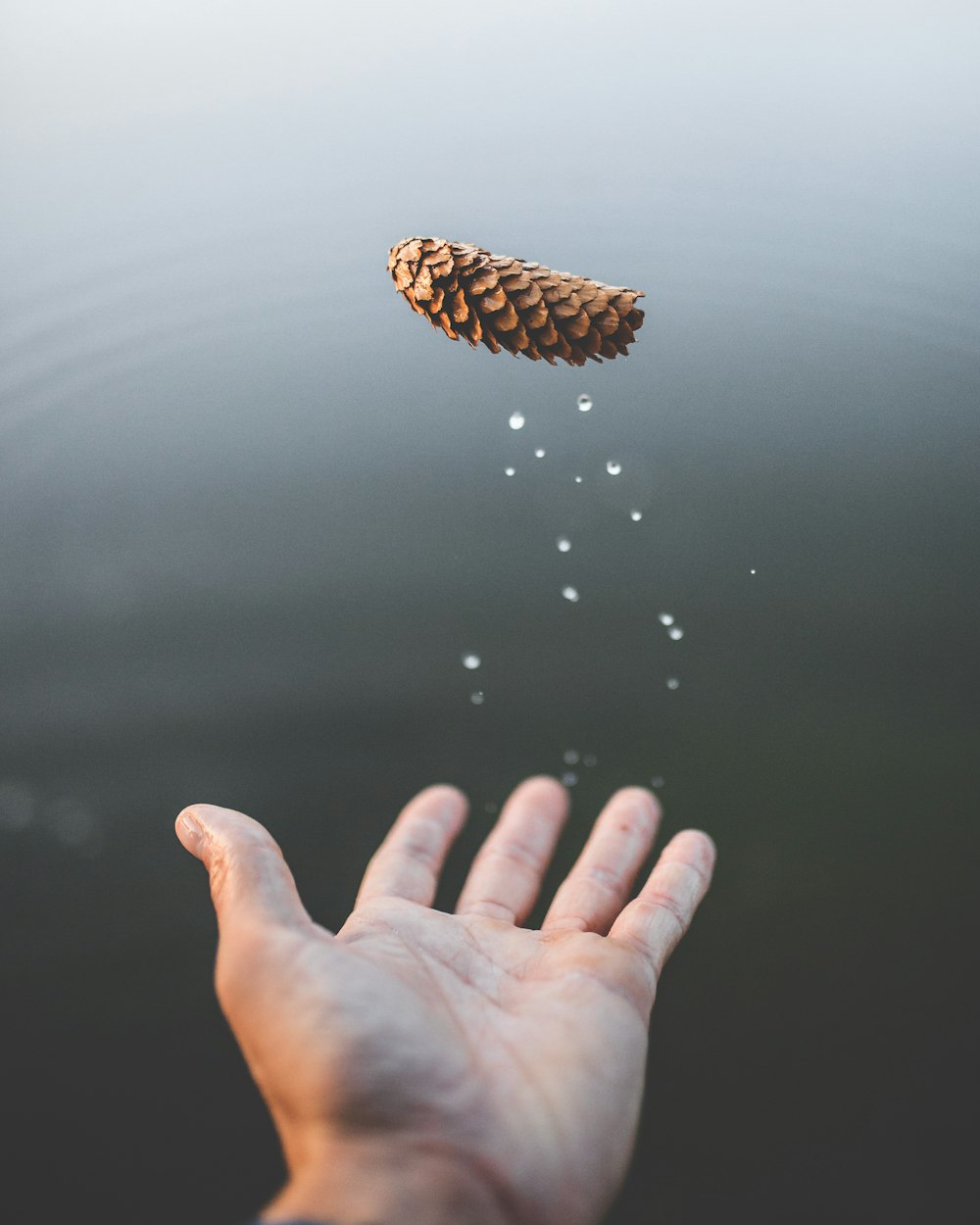 man throwing brown pine cone