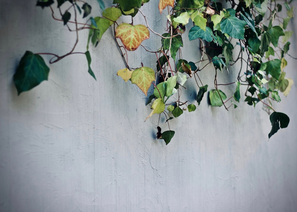 green vine plant on concrete wall