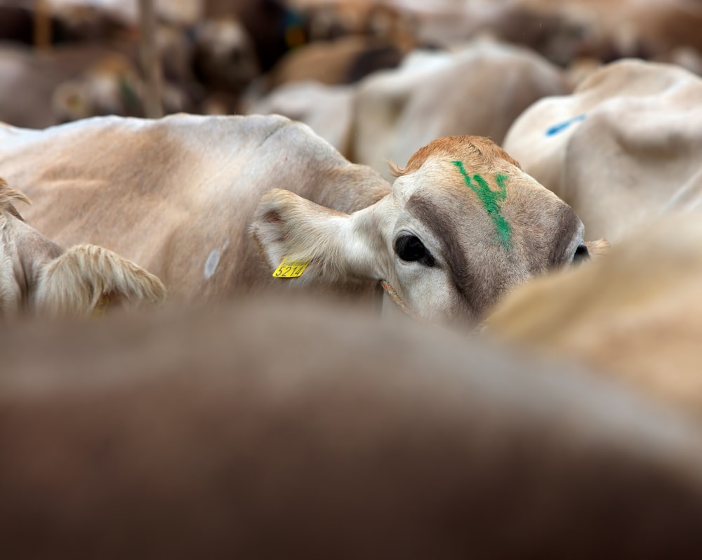 close-up photography of cow