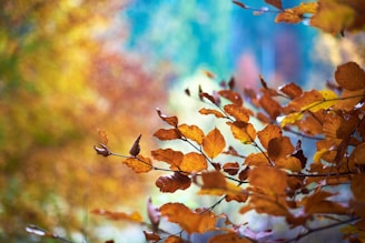 selective focus photography of brown leaves