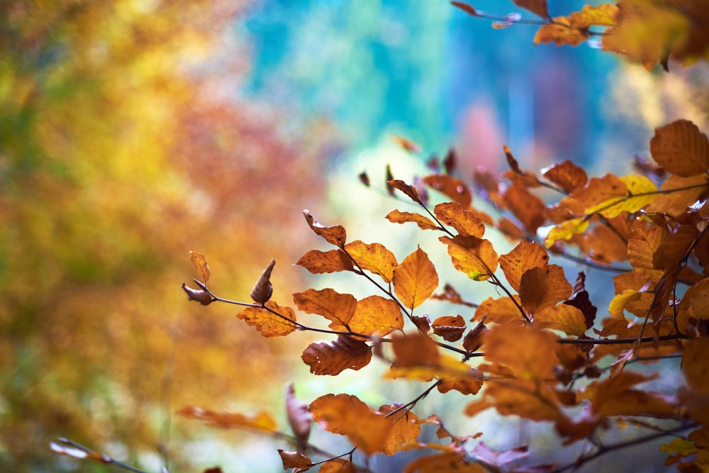 Photographie sélective des feuilles brunes