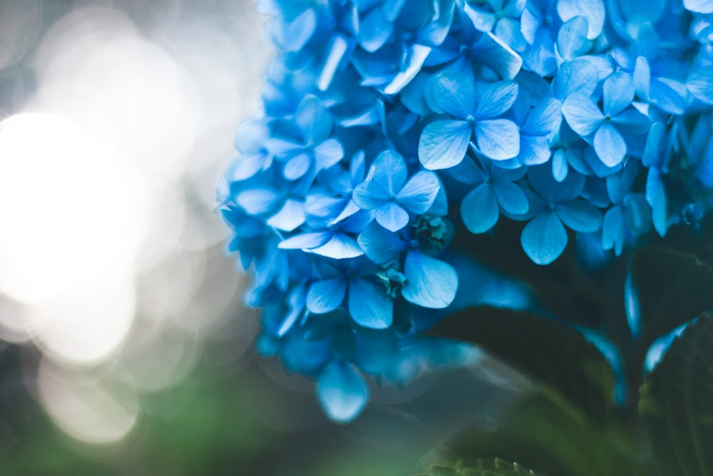 Photographie en gros plan de fleur aux pétales bleus