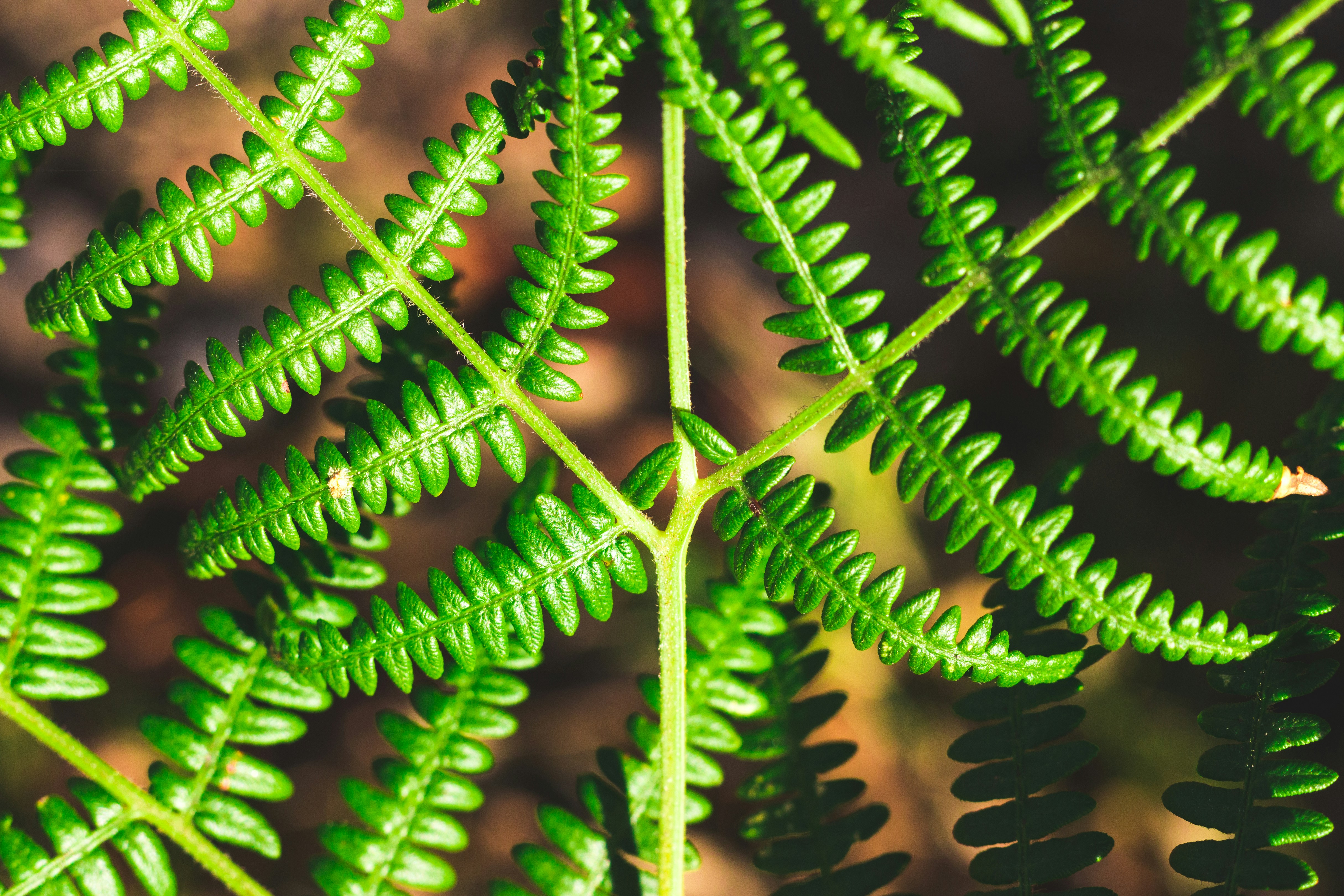 close up photography of fern plant