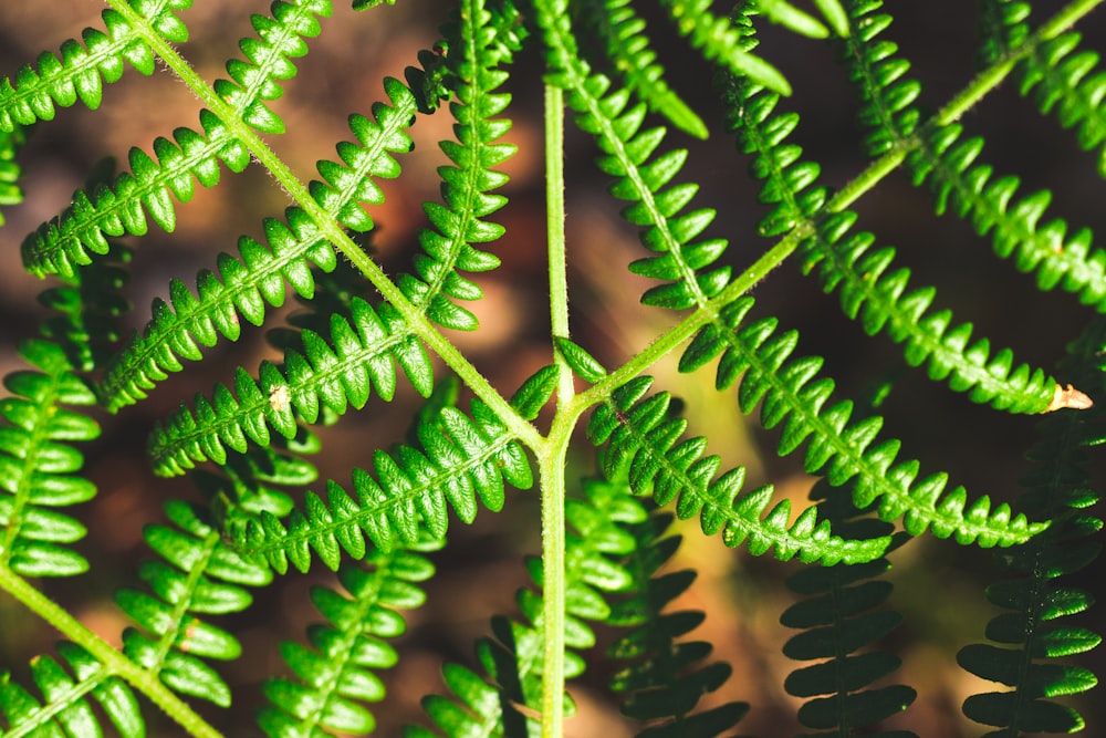 close up photography of fern plant