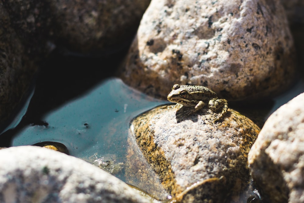 frog on stone