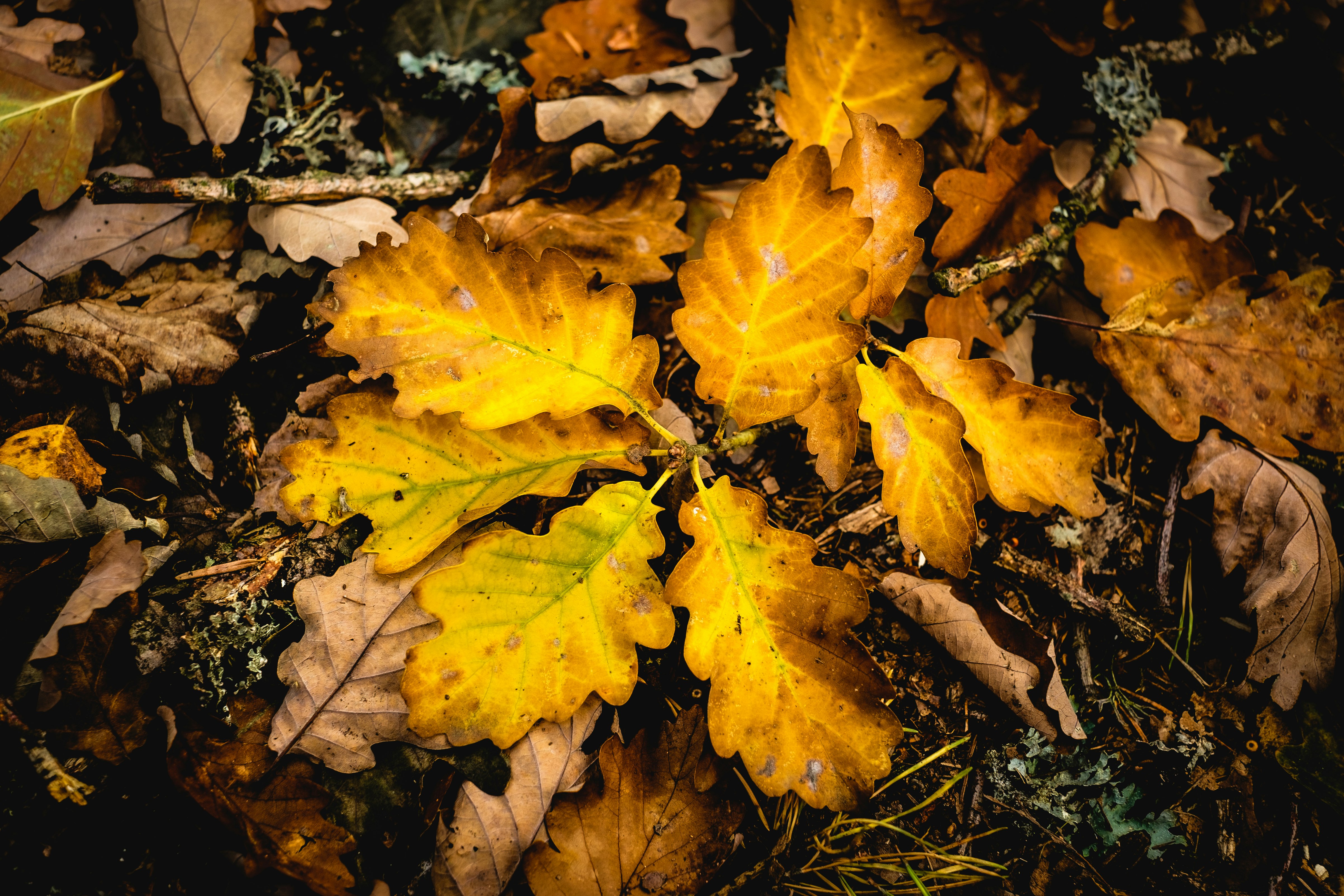 stack of brown leaves