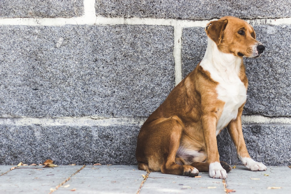Perro de pelaje corto marrón y blanco sentado cerca de una pared de concreto gris durante el día