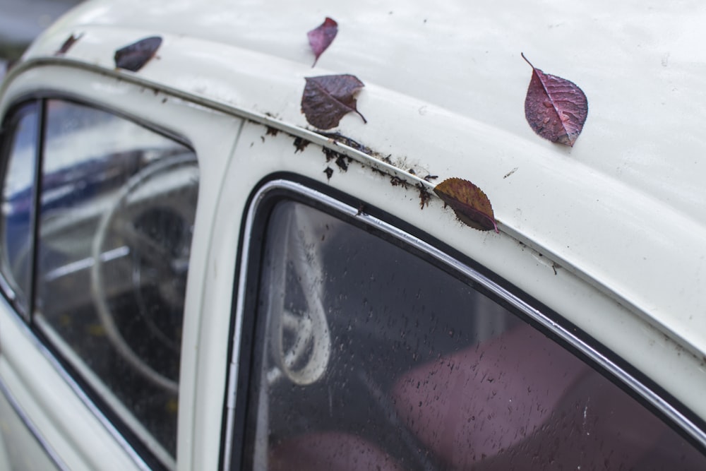 red leaves on white car roof