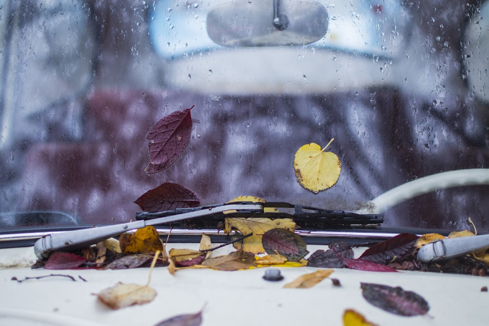 withered leaves pile into vehicle windshield