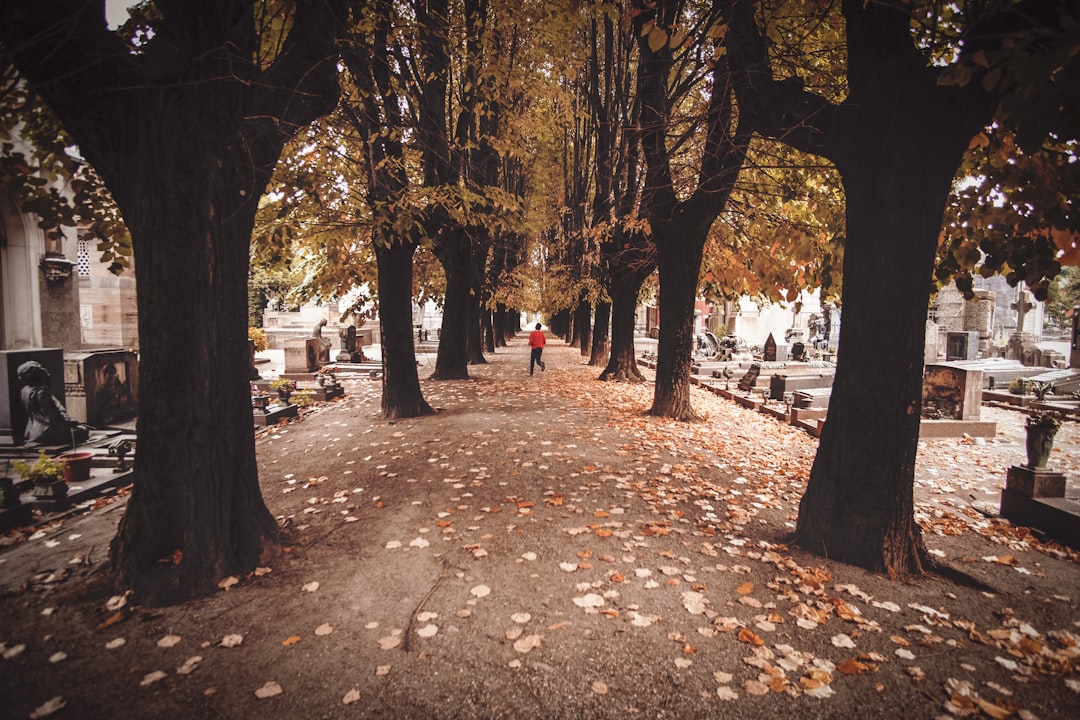 trees beside concrete road,