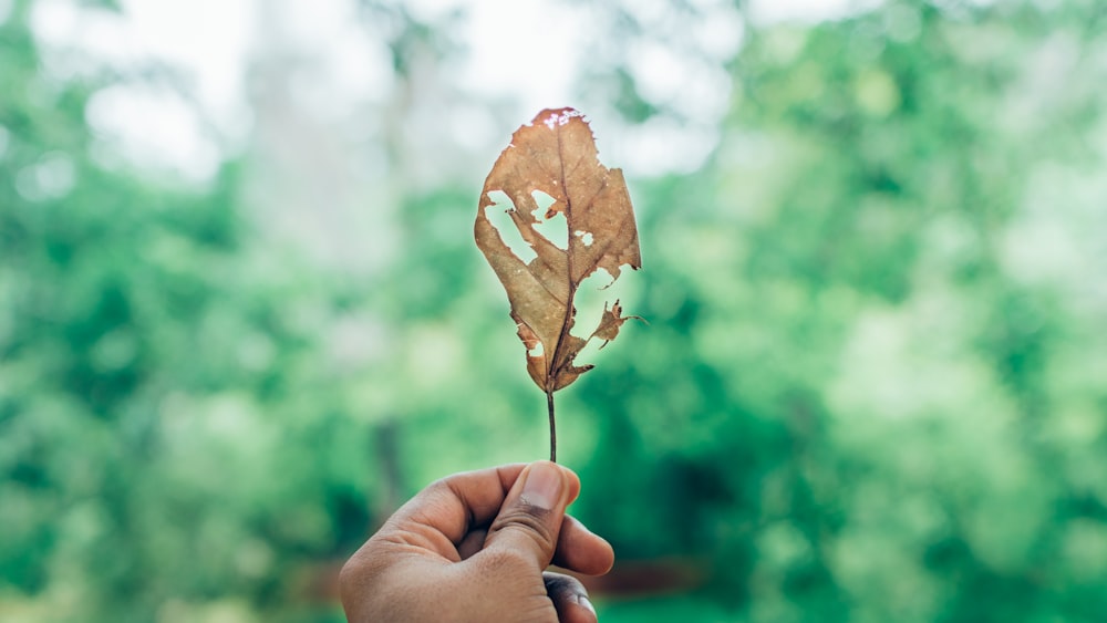 tilt-shift lens photography of person holding withered leaf during daytime