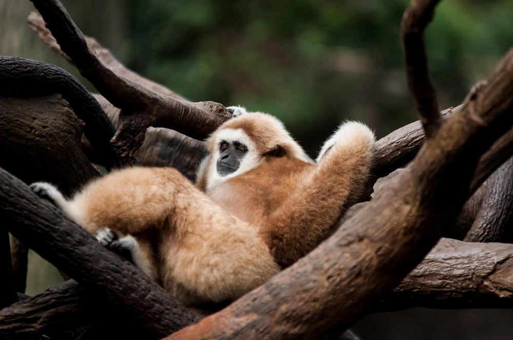 Macaco marrom e branco na árvore durante o dia