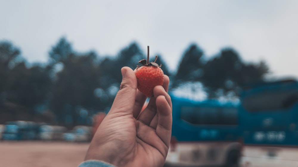 person holding strawberry fruit