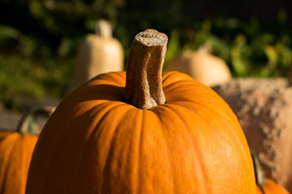 close up photo of pumpkin