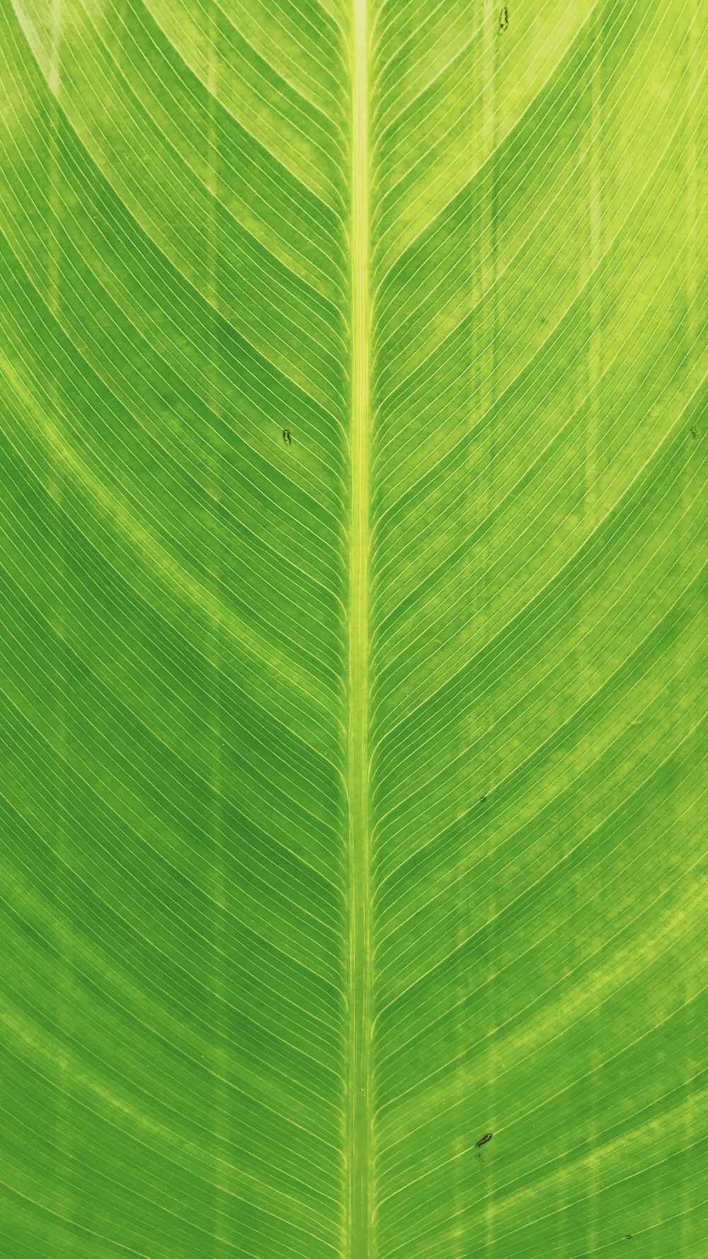 green leaf