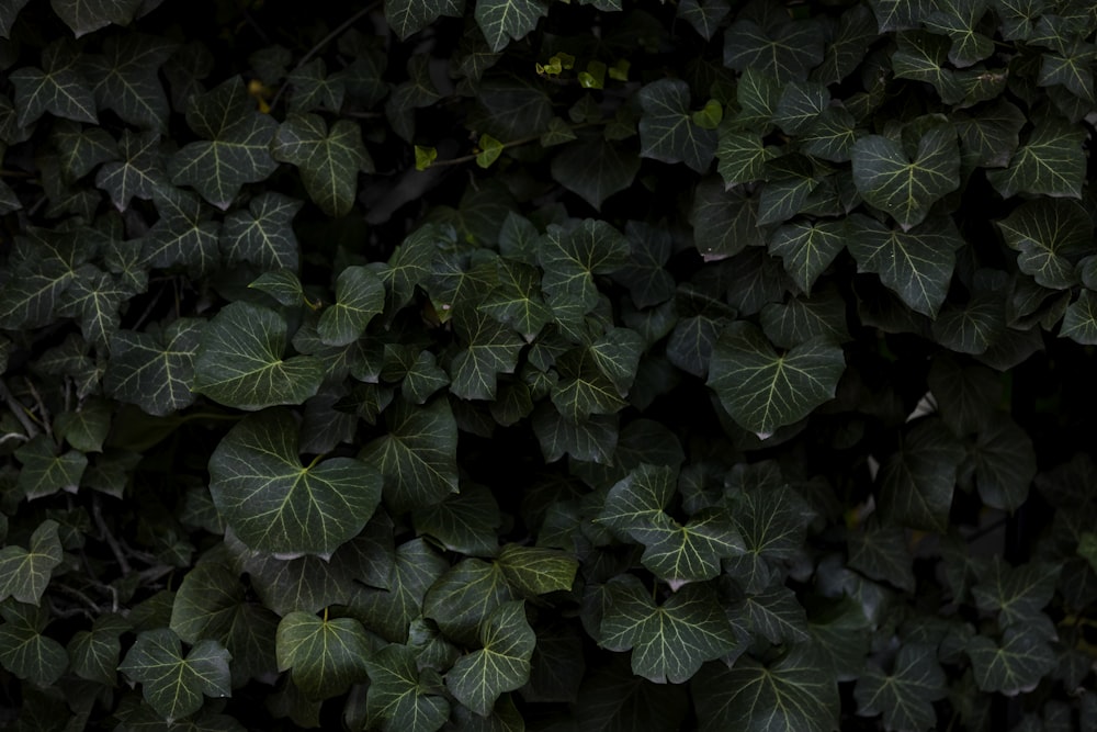 low-light photo of green palmate leaves