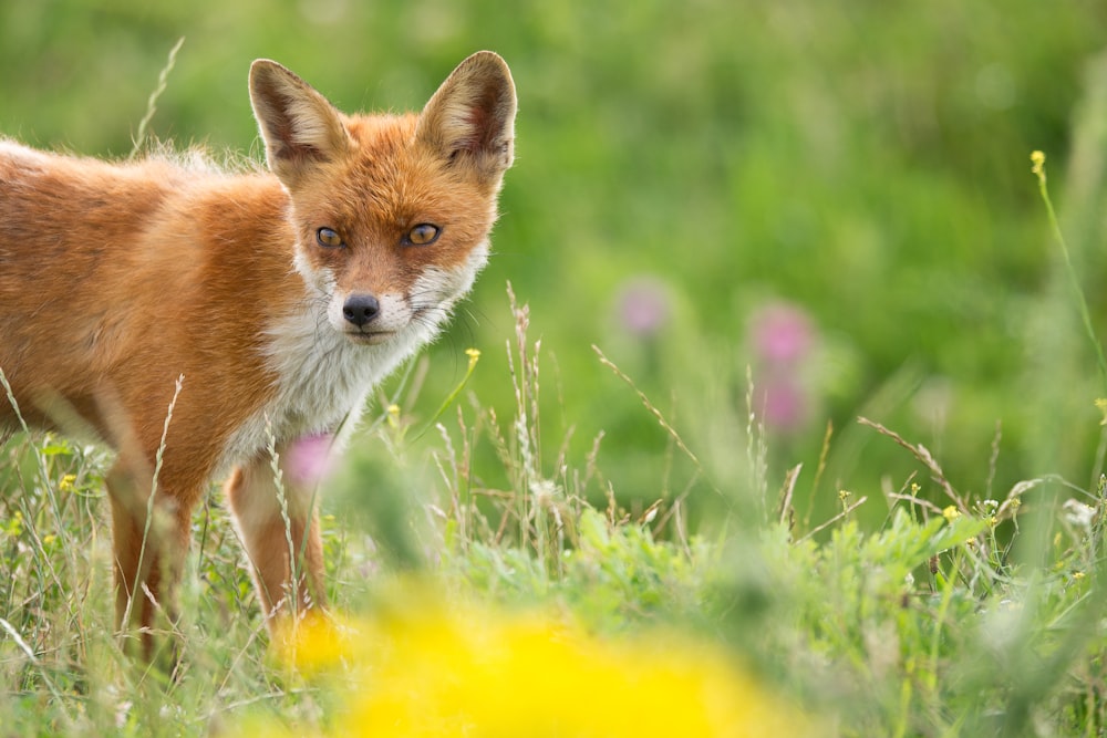 Fotografia com foco seletivo de raposa marrom na grama