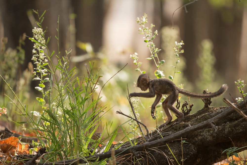 Macaco em pé na árvore ao lado de flores de pétalas