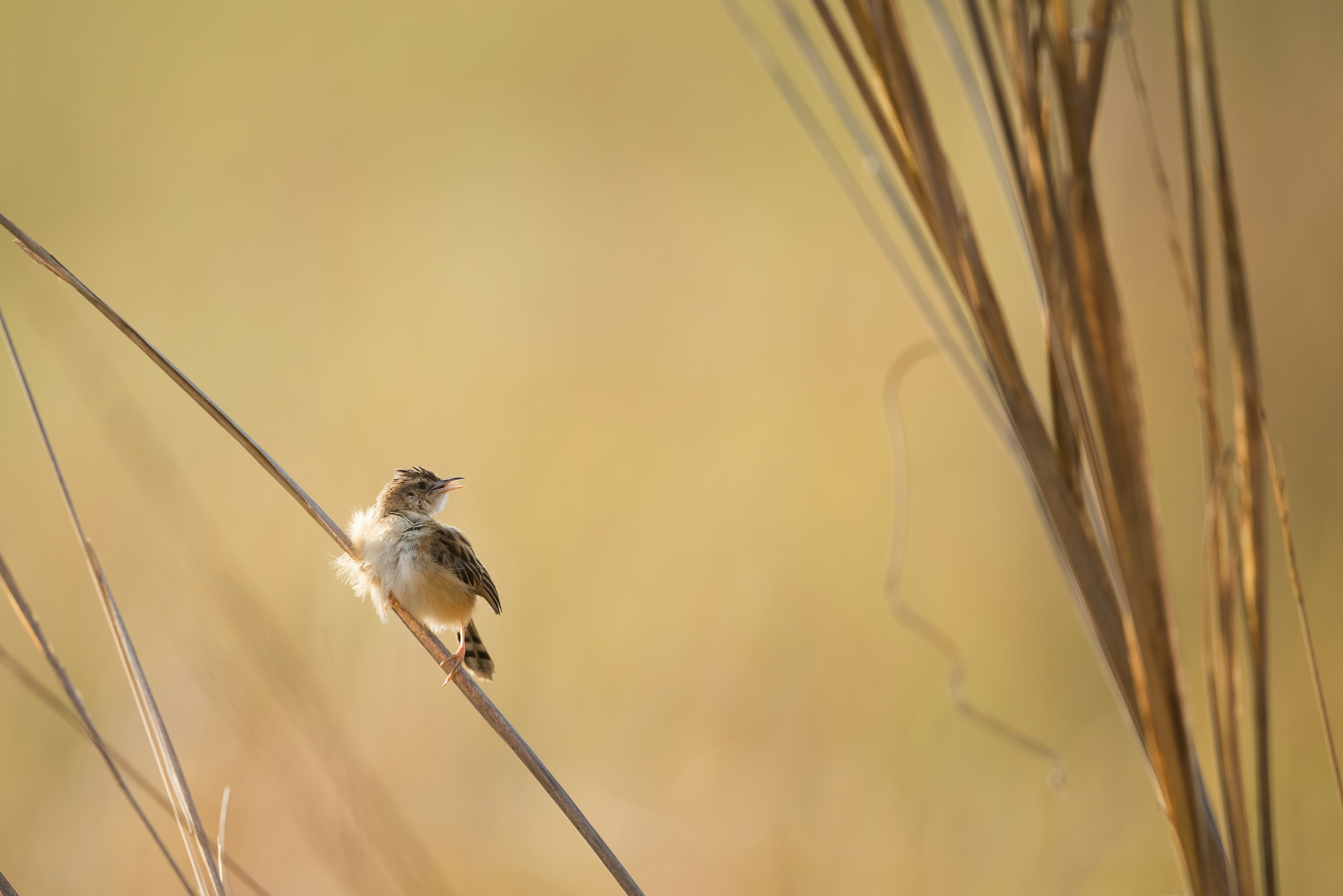 Photo by vincentvanzalinge