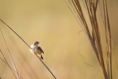 beige and black bird on stick closeup photography
