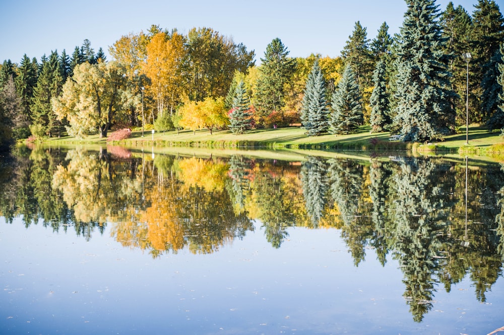 green trees near body of water during day time