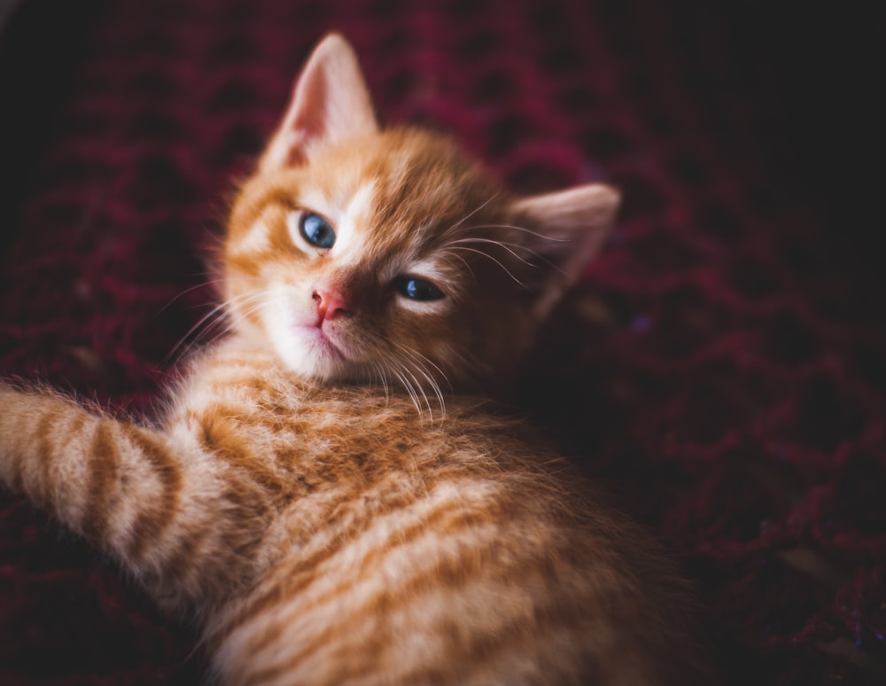 横たわっているオレンジ色のぶち猫
