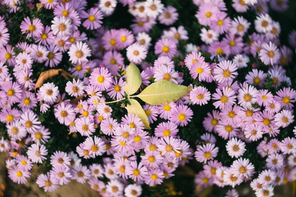 feuille verte sur fleurs roses