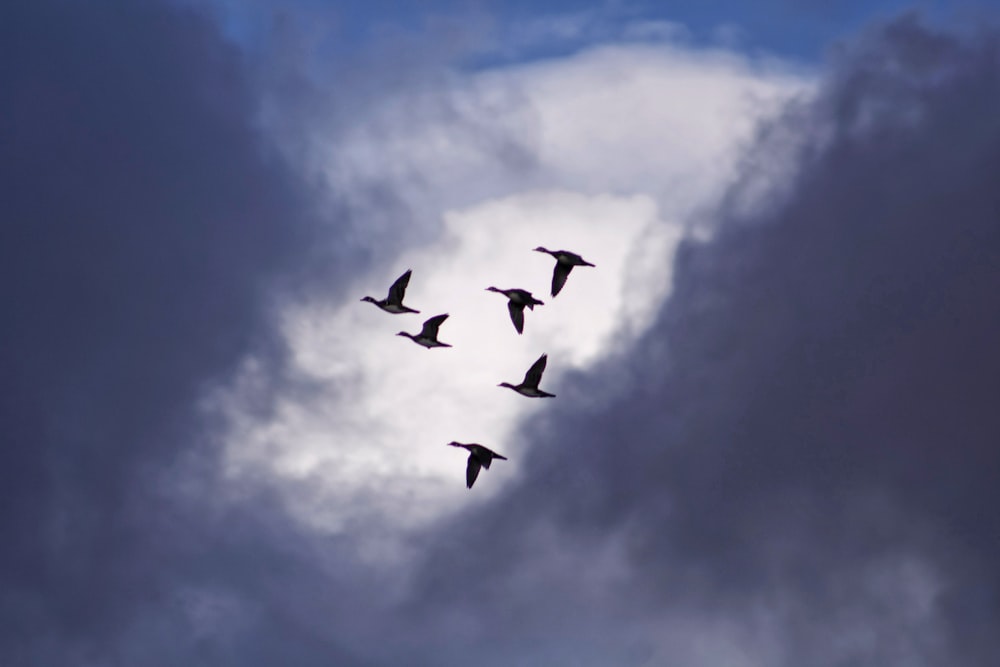 six flying birds under white clouds at daytime