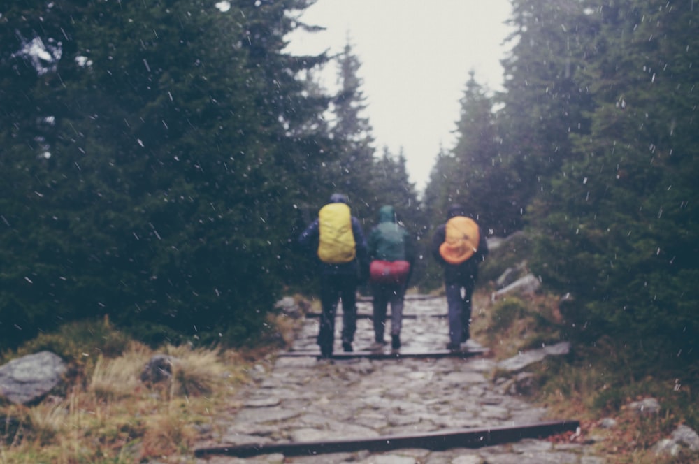 three person carrying backpacks on pathway near trees