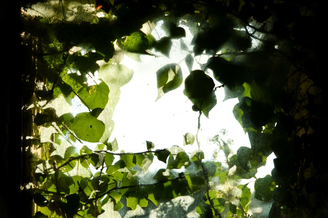 This is a window in a disused shed. The building exterior is overgrown with ivy.

From the inside the the dusty widow forms a screen that diffuses the light and gives the leaves a ghostly appearance. I was interested in exploring the multiple levels of opaque screen, silhouette and depth of field.