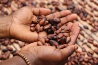 Two cupped hands gently holding a collection of cocoa beans, with more beans spread out on the surface in the background. The image highlights the texture and natural brown color of the beans.