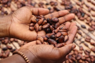 Two cupped hands gently holding a collection of cocoa beans, with more beans spread out on the surface in the background. The image highlights the texture and natural brown color of the beans.
