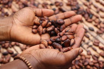 Two cupped hands gently holding a collection of cocoa beans, with more beans spread out on the surface in the background. The image highlights the texture and natural brown color of the beans.