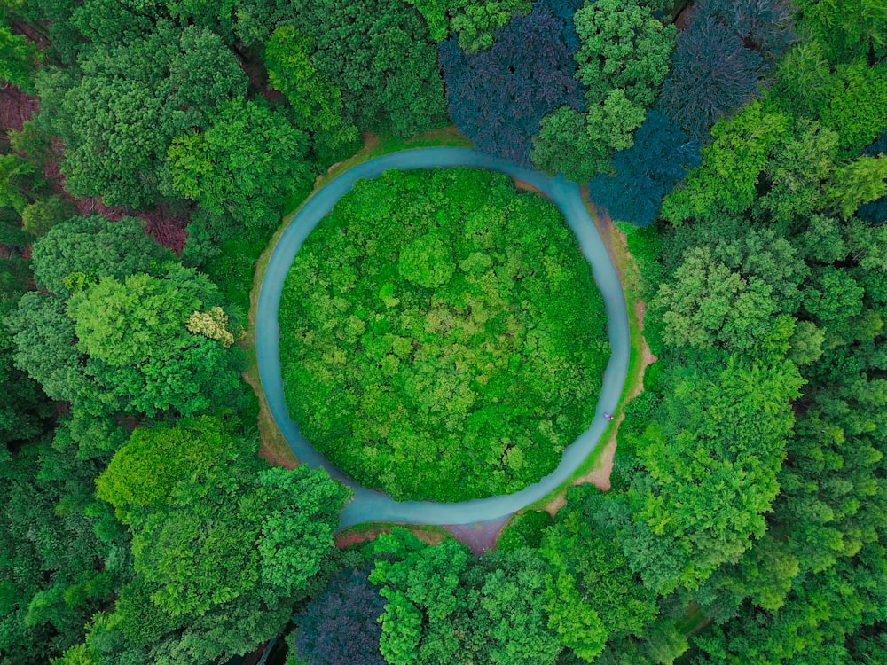 aerial photography of tall green trees at daytime