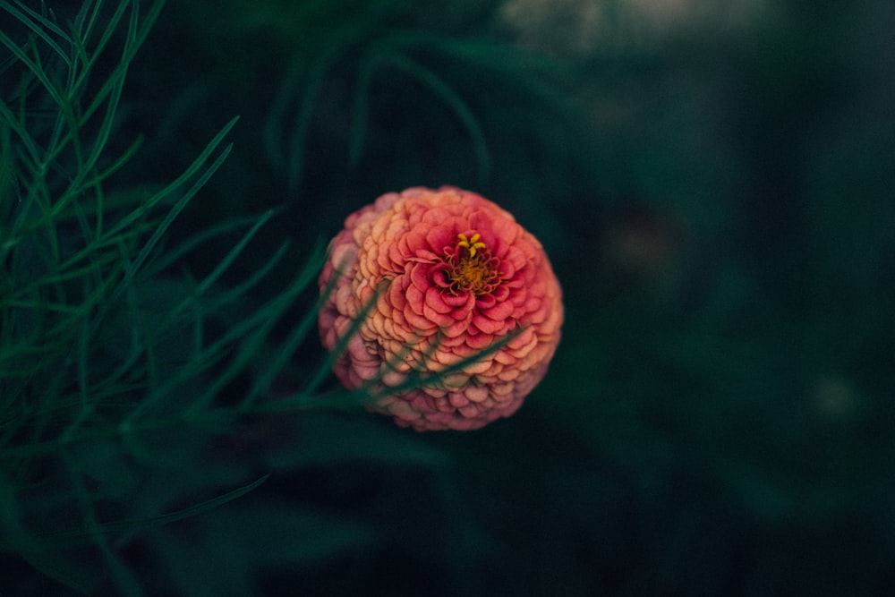 shallow focus of pink chrysanthemum near green leaf