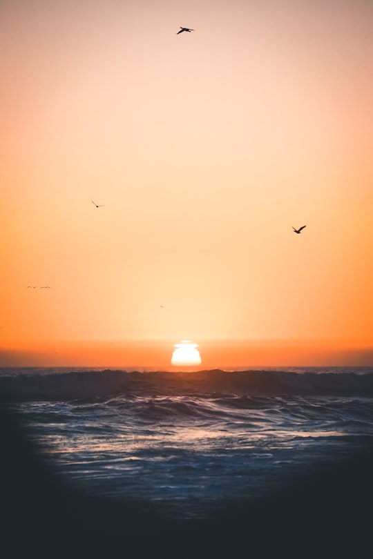silhouette of birds flying above ocean during sunset in Pismo Beach United States
