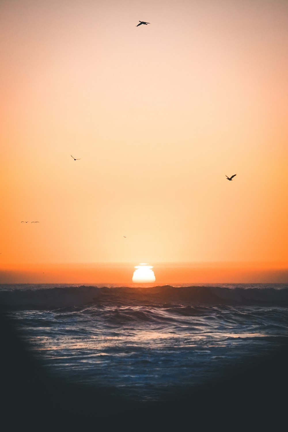 silhouette of birds flying above ocean during sunset