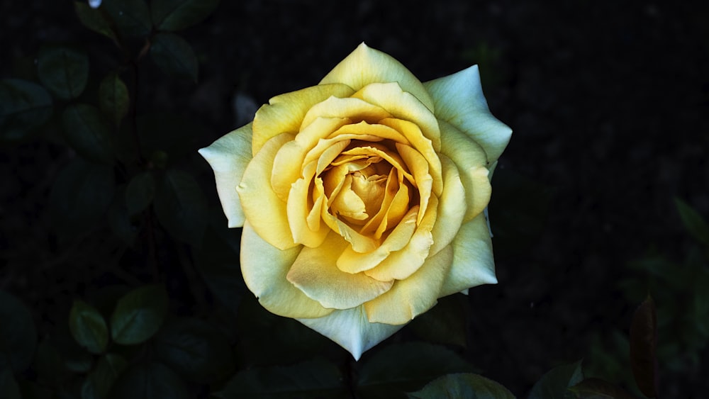 Makrofotografie einer gelbblättrigen Blume