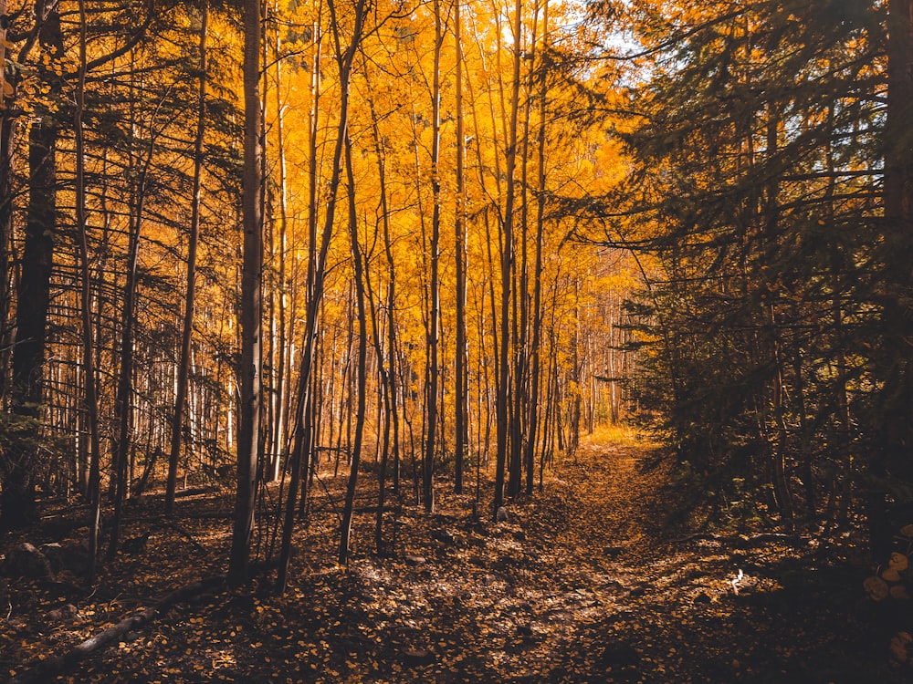 brown trees